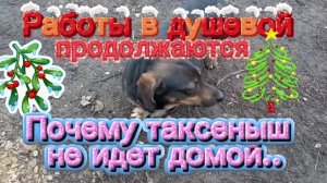 Работы в душевой продолжаются. Почему таксеныш не идет домой?