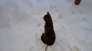 Вышел Тишка погулять.