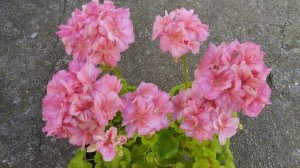 Блиц обзор сорта - пеларгония Pippa