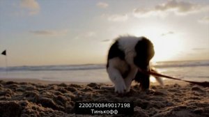 Как жалко они пытаются отговорить от банкротства