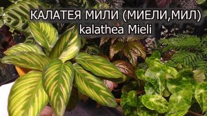 Калатея Мили / Mieli  Пересадка с делением. Всё о содержании калатеи в домашних условиях
