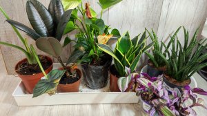 БОЛЬШАЯ ПЕРЕСАДКА ЦВЕТОВ - ЧАХЛЫХ, БОЛЬНЫХ с ВРЕДИТЕЛЯМИ