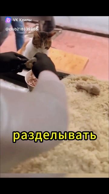 Приколы с животными