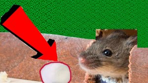 Как избавиться от мышей и крыс навсегда За 3 Секунды..!!!.!!!!.!!!