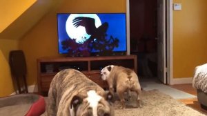 Бульдог видит Гепарда по телевизору и зовёт сестру на подмогу