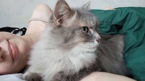 Котик Пушок