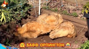 Куры Бафф Орпингтон ласковые золотые несушки❣️🤗😂 (152)