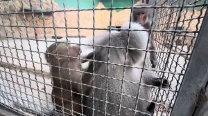 У нас у всех душа ушла в пятки когда Люся устроила истерику вися вниз головой, а Елисей ПСИХАНУЛ!!!