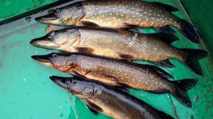 ЖЕРЛИЦЫ ПРОТИВ ОСЕННЕЙ ЩУКИ / РЕЗУЛЬТАТ ЛОВЛИ