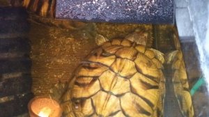 Красноухие черепахи 🐢 🐢🐢 утро 22 декабря 2025. Умная колонка Маруся рассказала анекдоты.