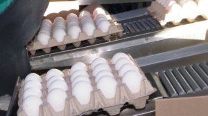 Минсельхоз сообщил о достаточном производстве куриных яиц в России