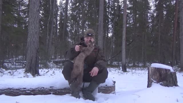 Охота на куницу капканами / Удачная проверка капканов смотреть онлайн