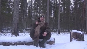 Охота на куницу капканами / Удачная проверка капканов