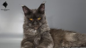 Кошка мейнкун международная выставка