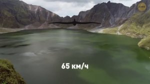 Морские монстры, из-за которых мегалодон выглядит безобидным