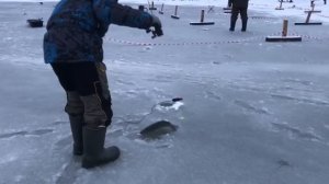 поимка форели