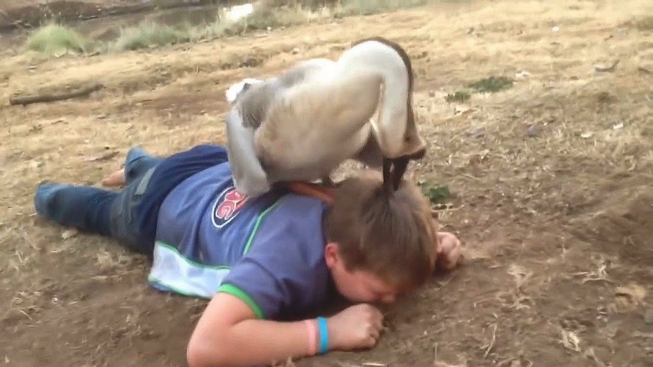 Домашние Птицы АТАКУЮТ! Гуси, Утки, Петухи, Индюки против всех! смотреть онлайн