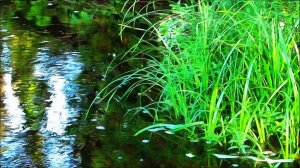 Прохлада реки