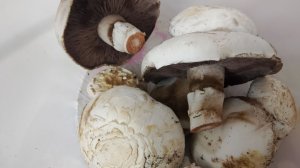 Шампиньоны выросли дома