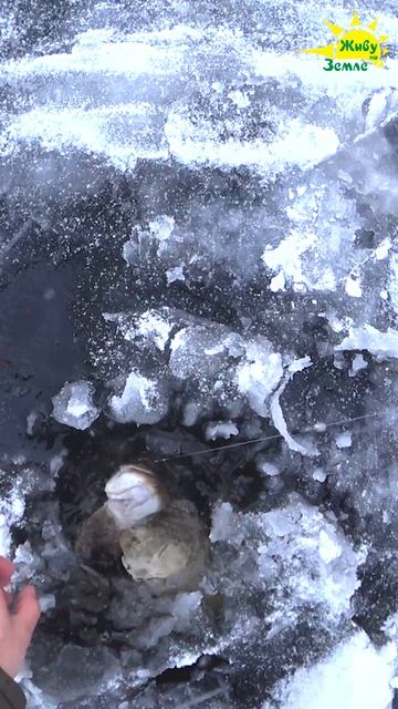 Крупная Щука на жерлицы по первому льду смотреть онлайн