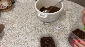 Эустома посев семян 19 декабря