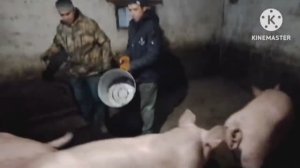 Еду к Ваньку с Быней оформлять свинку.  Мясцо под новый год 👍