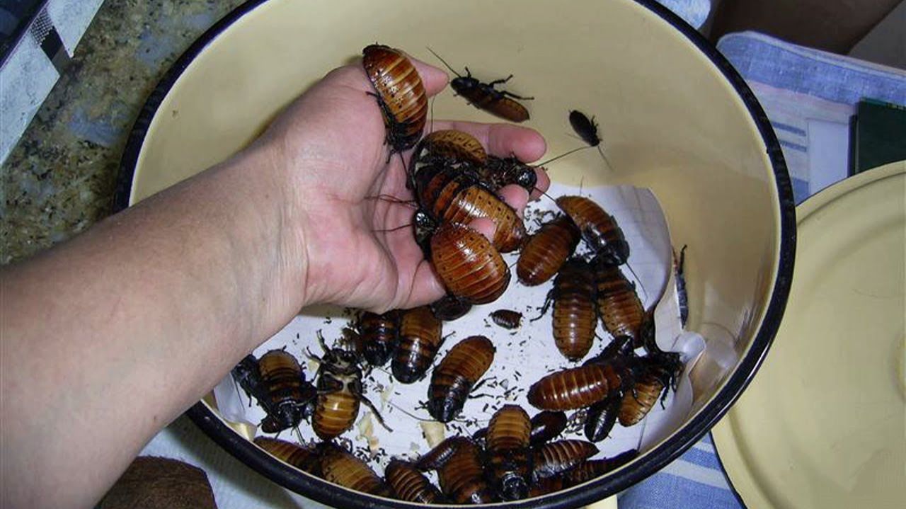 Ужасные домашние питомцы - Мадагаскарские Тараканы смотреть онлайн