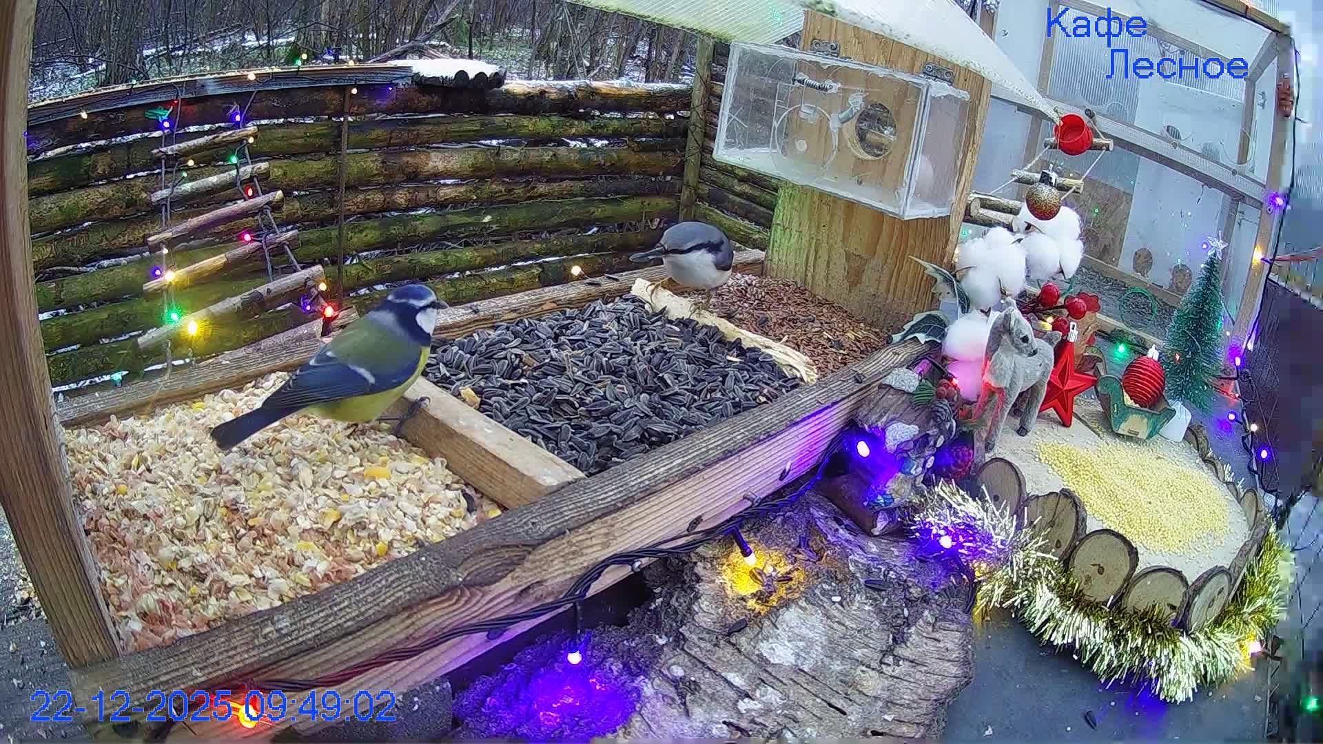 🔴 24 LIVE Кормушка смотреть онлайн