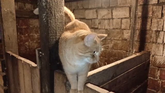 Купила инкубационное яйцо.Пока разочарована🐣 смотреть онлайн