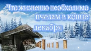 Что жизненно необходимо пчёлам в конце декабря