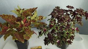 Колеусы - самые популярные вопросы, часть 1. Семенные или вегетативные?