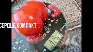 ТОМАТЫ В ОТКРЫТОМ ГРУНТЕ. ЧТО САЖАТЬ?