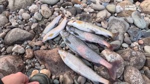 Сибирский лов. Выпуск 96