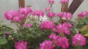 Блиц-обзор сорта - пеларгония Ирида Триста Лет Екатеринбургу