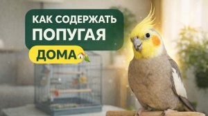 КАК СОДЕРЖАТЬ ПОПУГАЯ ДОМА?