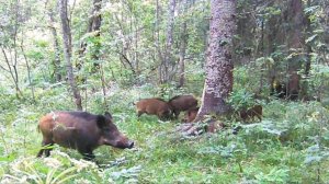 ДРАКА КАБАНОВ СНЯТАЯ ФОТОЛОВУШКОЙ