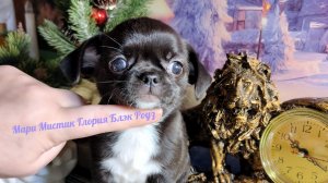 Глория Блэк Роуз #скидки до 20/01/26 #купитьщенкачихуахуапродаю +79215950848