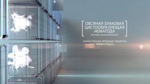 Убийца урожая: овсяная злаковая цистообразующая нематода