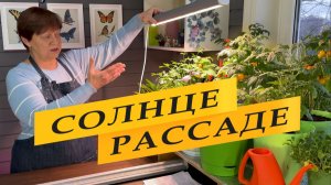 Полный обзор фитосветильников ZEMA.