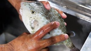 ядовитую рыбу кузовок-кубик можно попробовать во Вьетнаме