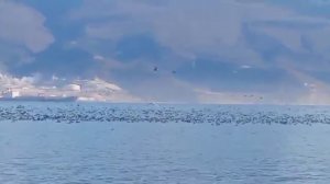 Нырьки прилетели 20.12. 2025