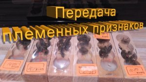 Опыты профессора Кашковского. Племенные признаки пчел: мифы и правда о наследственности