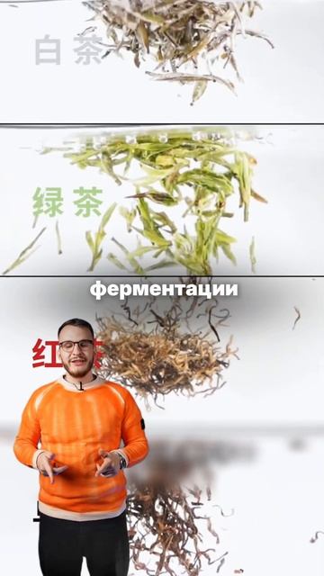 Вы знали что из одного чайного дерева смотреть онлайн