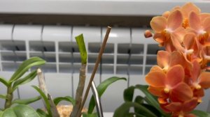 Орхидеи 🌺 Перекись водорода в борьбе с зелеными водорослями . Проверим в действии . 🧐