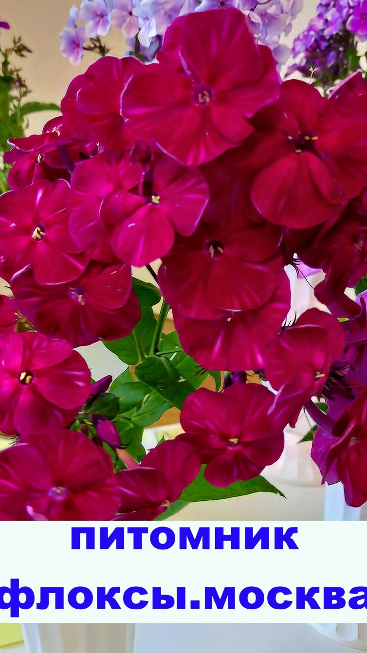 ВЫСТАВКА ФЛОКСОВ В МОСКВЕ ЧАСТЬ 3