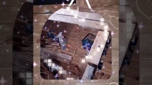 1000043234.mp4 (Собака наблюдает за лайфхаками при строительстве дома А-фрейм)