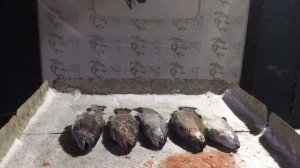 итоговый улов форели