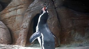 Пингвины Гумбольдта, которые умеют кричать и выражать свое беспокойство.