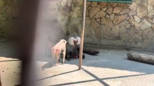 Лида ДОЖДАЛАСЬ, Елисей позволил ей показать на провинившейся Люсе кто в семье ГЛАВНАЯ САМКА!!!