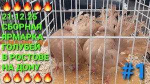 🔥🔥🔥 21.12.25 Сборная ярмарка голубей в Ростове на Дону. Птичий рынок. Pigeons Fair. Bird Market.